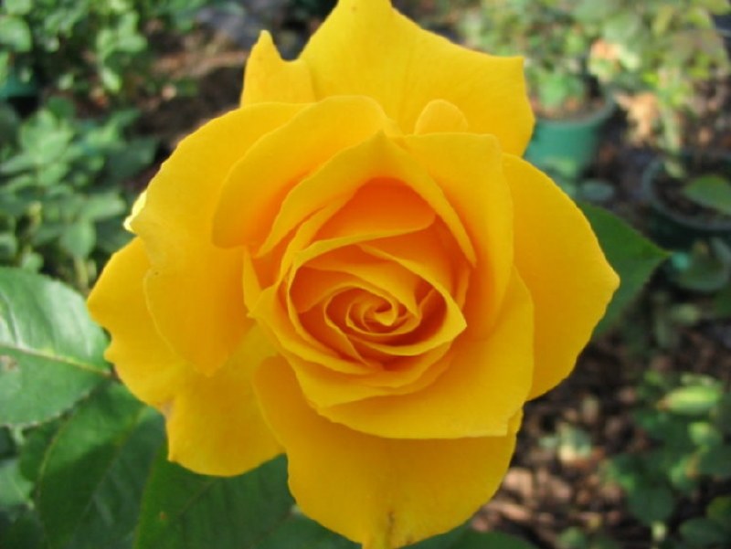 Pot O Gold Hybrid tea Product Details