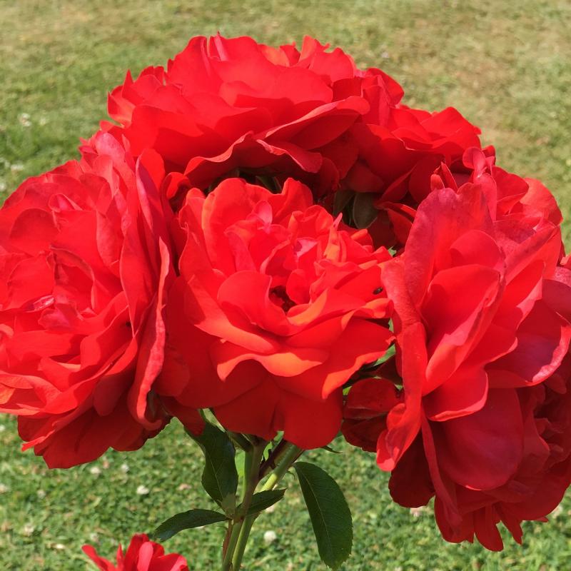 Trumpeter Floribunda Product Details Trumpeter Floribunda Product Details