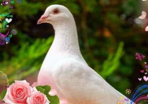 thumb_Doves-Ireland