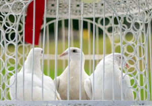 thumb_White-Doves-Ireland