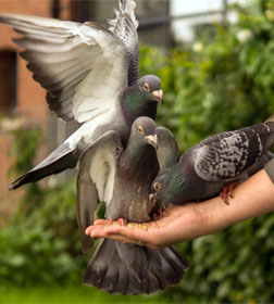 Pigeons-Carlow