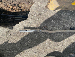 thumb_croc_1761082866898