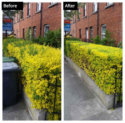 hedge-cutting-dublin